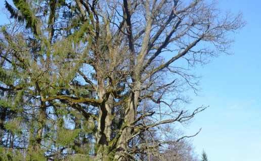 3_Purvino II ąžuolas2_r1.jpg